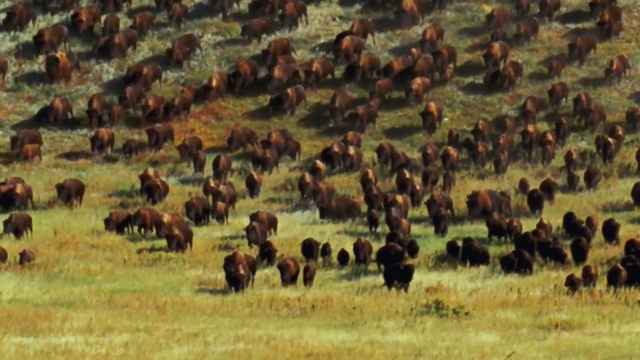 Video Reference: Herd, Grazing, Wildlife, Animal migration, Bovine, Grassland, Pasture, Terrestrial animal, Savanna, Herding, Person