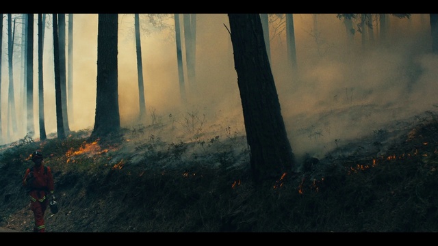 Video Reference: Nature, Forest, Tree, Natural environment, Atmospheric phenomenon, Atmosphere, Biome, Woodland, Sunlight, Morning