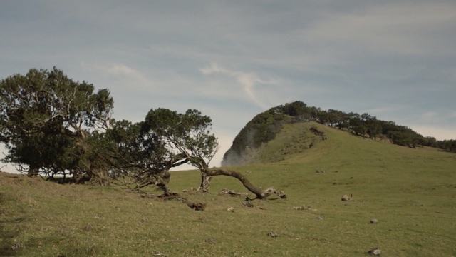 Video Reference: Nature, Natural landscape, Tree, Vegetation, Hill, Grassland, Grass, Pasture, Ecoregion, Landscape