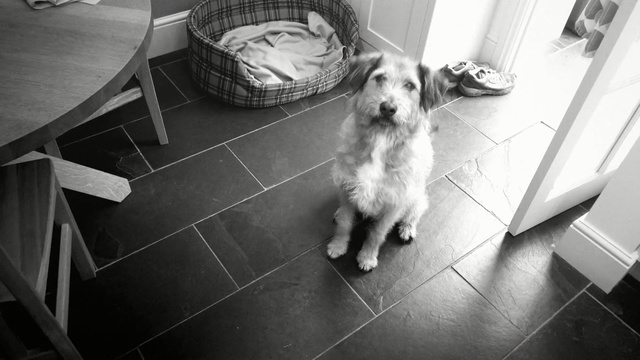 Video Reference: dog, white, black, photograph, black and white, mammal, dog like mammal, vertebrate, monochrome photography, photography