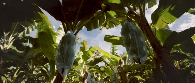 Video Reference: Leaf, Plant, Tree, Flower, Person