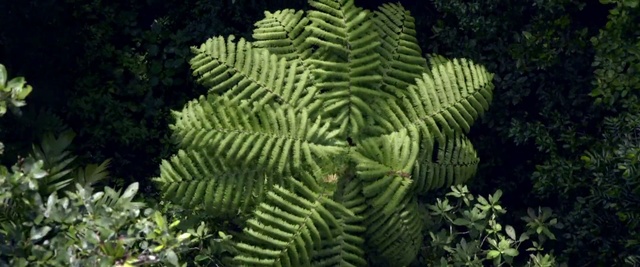 Video Reference: Vegetation, Canadian fir, Terrestrial plant, Plant, Yellow fir, Ferns and horsetails, Vascular plant, Leaf, Biome, Fern