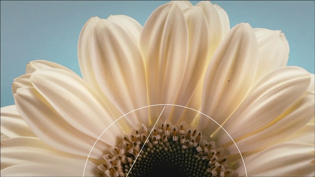 Video Reference: White, Petal, barberton daisy, Flower, Gerbera, Close-up, Plant, Yellow, african daisy, Pollen