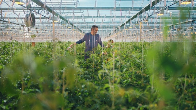 Video Reference: Greenhouse, Plant, Field, Grass, Grass, Crop, Farm, Plantation, Garden, Rural area, Person