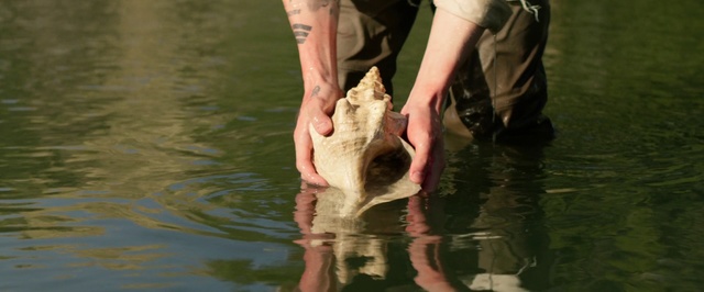 Video Reference: Fish, Bass, Fish, Saltwater crocodile, Crocodile, Noodling, Fishing, Recreation, Crocodilia, Alligator