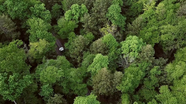 Video Reference: Vegetation, Green, Plant, Biome, Leaf vegetable, Kale, Forest, Tree, Plant community, Groundcover