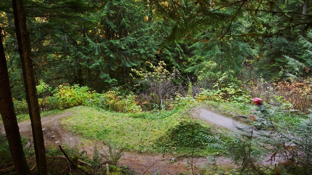 Video Reference: Vegetation, Nature, Natural landscape, Tree, Natural environment, Nature reserve, Forest, Green, Woodland, Leaf