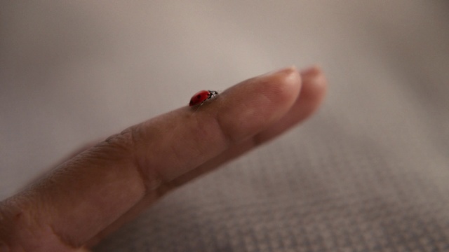 Video Reference: Ladybug, Finger, Skin, Insect, Red, Nail, Hand, Beetle, Close-up, Thumb