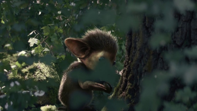 Video Reference: Wildlife, Leaf, Tree, Organism, Adaptation, Forest, Plant, Jungle, Fawn