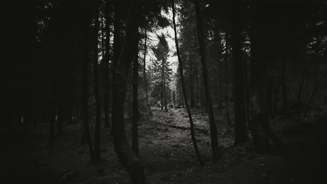 Video Reference: black, black and white, nature, forest, monochrome photography, tree, darkness, woodland, atmosphere, woody plant