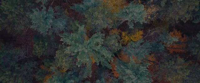 Video Reference: Green, Painting, Leaf, Tree, Art, Plant