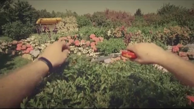 Video Reference: ecosystem, plant, grass, flora, tree, finger, shrub, girl, plant community