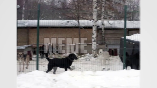 Video Reference: Dog, Canidae, Snow, Dog breed, Carnivore, Sporting Group, Winter, Guard dog, Kennel, Home