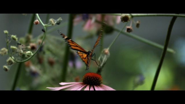 Video Reference: Butterfly, Insect, Monarch butterfly, Nature, Invertebrate, Moths and butterflies, Cynthia (subgenus), Pollinator, Flower, Plant