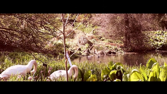 Video Reference: nature, water, reflection, fauna, wildlife, ecosystem, flora, nature reserve, bank, grass, Person