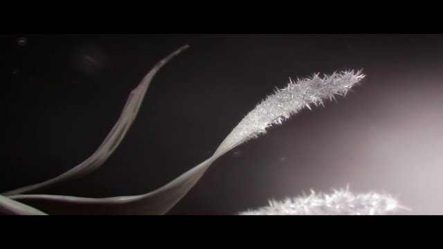 Video Reference: crustacean, arthropod, invertebrate, black, light