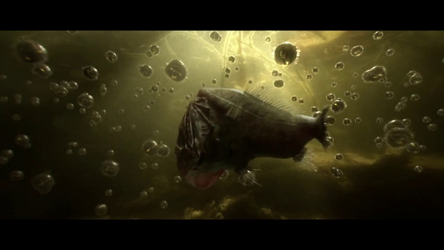 Video Reference: Water, Nature, Organism, Atmosphere, Macro photography, Space, Photography, Darkness, Stock photography, Digital compositing