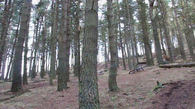 Video Reference: woodland, ecosystem, tree, forest, spruce fir forest, grove, temperate coniferous forest, nature reserve, path, temperate broadleaf and mixed forest
