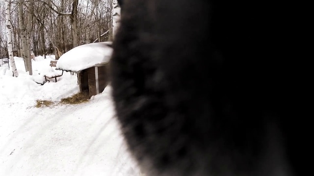 Video Reference: Snow, Winter, Freezing, Tree, Ice, Black-and-white, Photography, Geological phenomenon, Blizzard, Plant