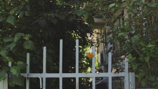 Video Reference: Vegetation, Nature, Tree, Fence, Leaf, Biome, Iron, Plant, House, Backyard