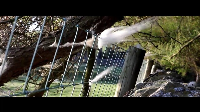 Video Reference: nature, fauna, tree, wildlife, water, bird, jungle, old growth forest, branch, woodland