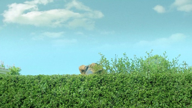 Video Reference: Vegetation, Nature, Pasture, Natural landscape, Grassland, Green, Sky, Grass, Field, Meadow