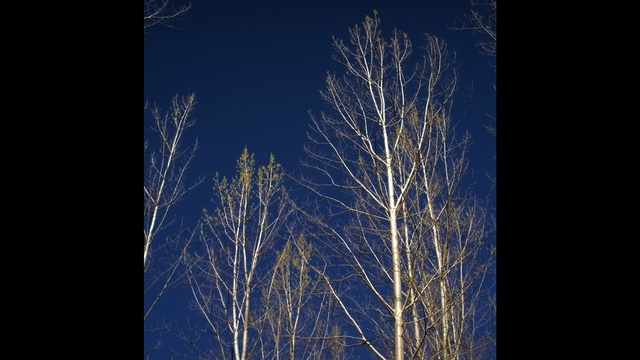 Video Reference: sky, blue, nature, tree, woody plant, branch, atmosphere, daytime, night, grass family