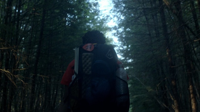 Video Reference: forest, tree, nature, woody plant, woodland, darkness, ecosystem, plant, wilderness, light