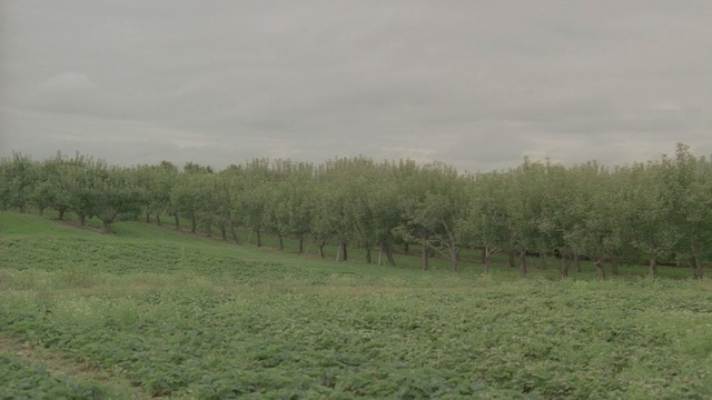 Video Reference: vegetation, ecosystem, pasture, tree, field, agriculture, sky, grassland, land lot, grass