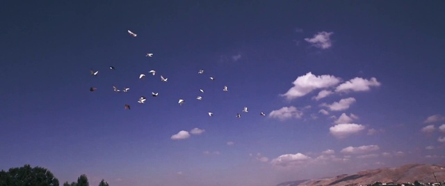 Video Reference: Sky, Cloud, Daytime, Blue, Atmosphere, Cumulus, Bird migration, Horizon, Meteorological phenomenon, Flock