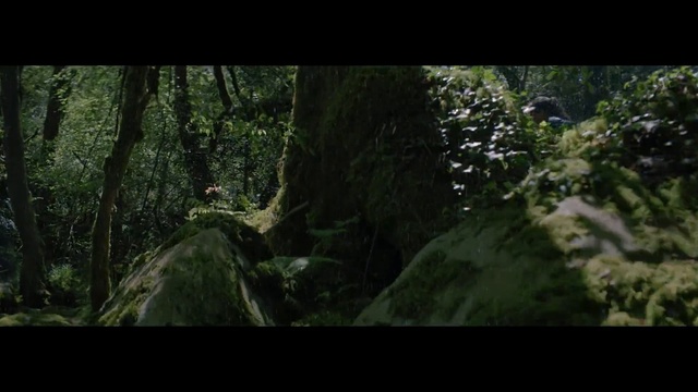 Video Reference: Nature, Forest, Natural environment, Jungle, Woodland, Vegetation, Tree, Old-growth forest, Wilderness, Rainforest