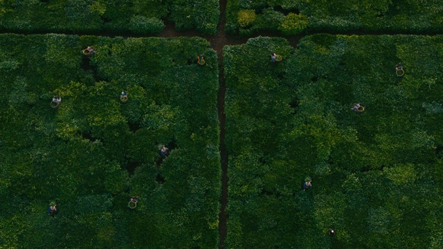 Video Reference: green, vegetation, ecosystem, grass, tree, leaf, forest, biome, plant, sky