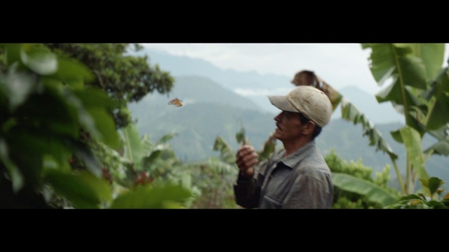 Video Reference: People in nature, Leaf, Tree, Plant, Adaptation, Plantation, Crop, Photography, Rainforest, Flower