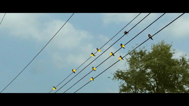 Video Reference: sky, overhead power line, electricity, electrical supply, line, cloud, tree, public utility