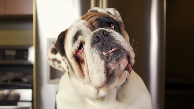 Video Reference: dog, dog breed, dog like mammal, snout, bulldog, olde english bulldogge, old english bulldog, dog breed group, carnivoran, bullmastiff