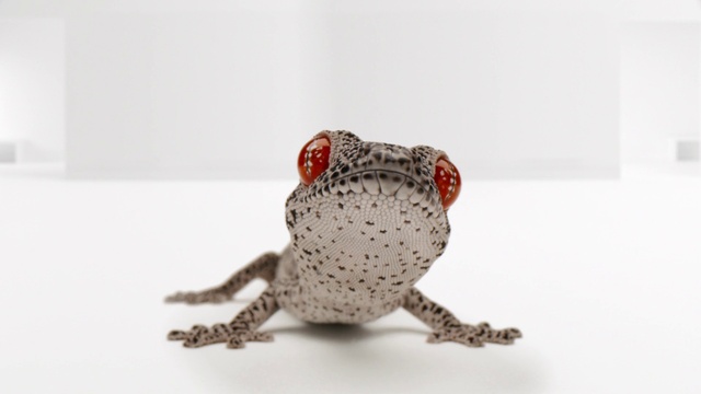 Video Reference: Toad, Frog, Amphibian, Anaxyrus, Bufo, True frog, Terrestrial animal, Organism, Tree frog, True toad