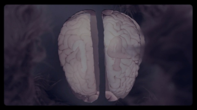 Video Reference: brain, brain, organ, human body, organism, medical, jaw