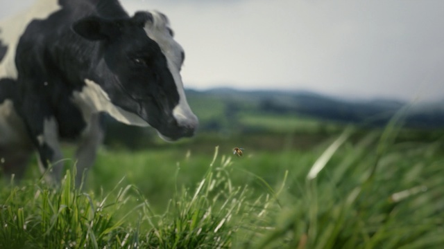 Video Reference: grassland, cattle like mammal, green, pasture, grass, grazing, dairy cow, fauna, meadow, field