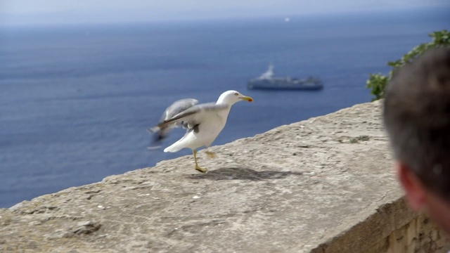 Video Reference: Bird, Beak, Seabird, Gull, European herring gull, Terrain, Sea, Vacation, Western Gull, Coast