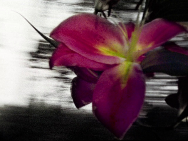 Video Reference: Petal, Flower, Pink, Purple, Plant, Flowering plant, Magenta, Leaf, Botany, Close-up