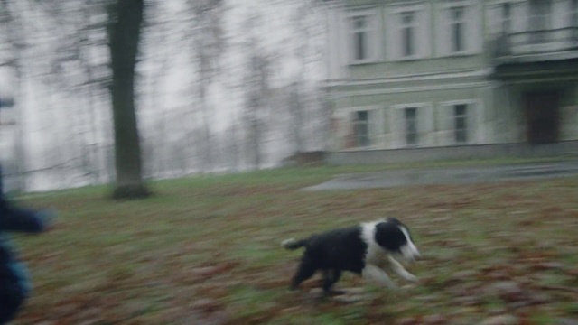 Video Reference: Vertebrate, Dog, Mammal, Canidae, Dog breed, Border collie, Working dog, Carnivore, Herding dog, Sporting Group