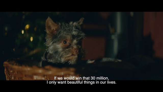 Video Reference: Whiskers, Yorkshire terrier, Darkness, Organism, Snout, Sky, Screenshot, Cairn terrier, Photo caption, Wildlife