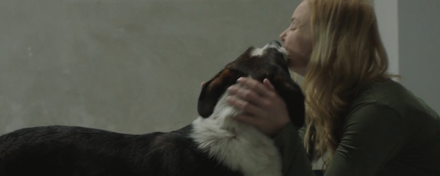 Video Reference: Dog breed, Canidae, Dog, Companion dog, Carnivore, Snout, Sporting Group, Ear, Australian shepherd, Fur