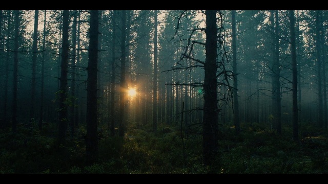 Video Reference: Forest, Nature, Tree, Natural environment, Woodland, Natural landscape, Atmospheric phenomenon, Green, Sunlight, Biome