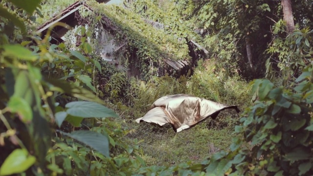 Video Reference: Natural environment, Jungle, Leaf, Adaptation, Plant community, Organism, Forest, Grass, Rainforest, Plant