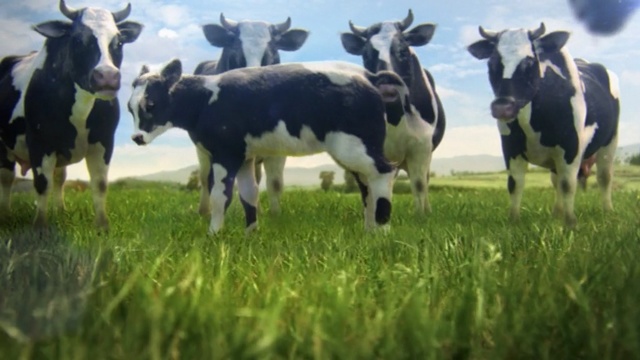 Video Reference: Dairy cow, Bovine, Pasture, Herd, Grassland, Grazing, Cow-goat family, Dairy, Grass, Natural environment