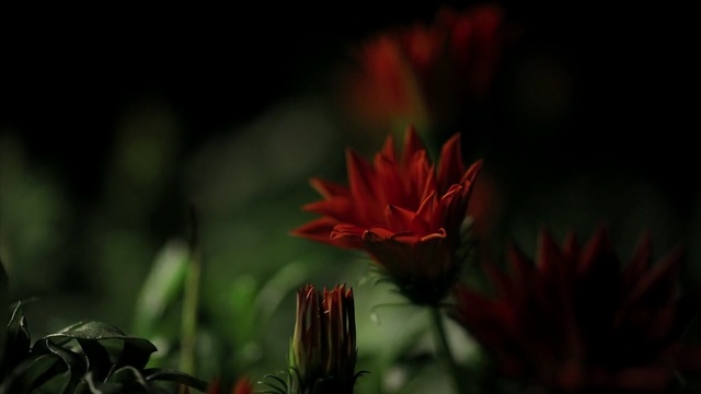 Video Reference: flower, red, flora, plant, close up, wildflower, petal, leaf, macro photography, darkness
