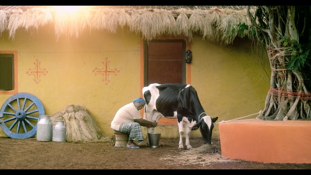 Video Reference: Bovine, Dairy cow, Working animal, Cow-goat family, Livestock