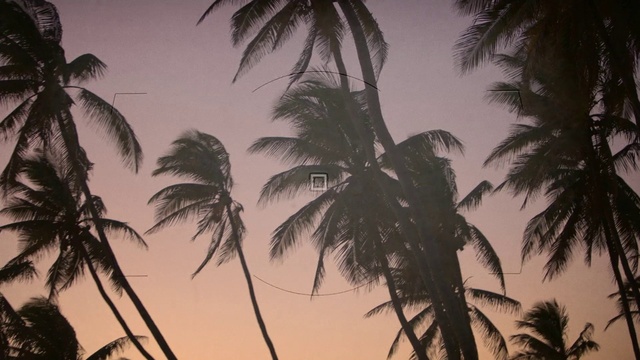 Video Reference: Tree, Palm tree, Arecales, Attalea speciosa, Plant, Woody plant, Sky, Elaeis, Tropics, Coconut