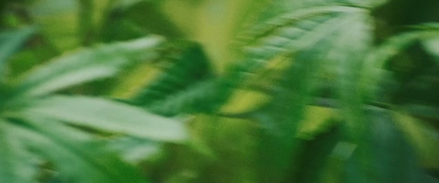 Video Reference: Leaf, Green, Nature, Vegetation, Plant, Flower, Close-up, Grass, Plant stem, Macro photography